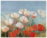 Blushing Poppies