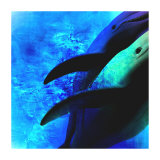 Dolphin I