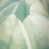 Tulip Trio II