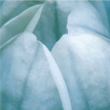 Tulip Trio III