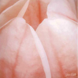Tulip Trio I
