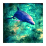Dolphin II