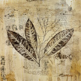 Botanical Sketchbook I