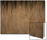 A Bobcat Hides in the Overgrowth