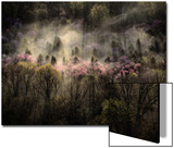 Misty View of a Forested Hillside