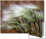 Prairie Grass