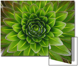 A Giant Lobelia Plant