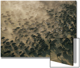 An Aerial View of a Herd of Wildebeests