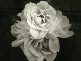 Close of Blossom Flower