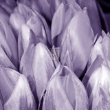 Bunch of Flowers II