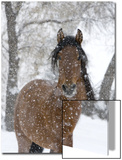 Bay Andalusian Stallion Portrait with Falling Snow  Longmont  Colorado  USA
