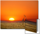 Giraffes Stretch their Necks at Sunset  Ethosha National Park  Namibia