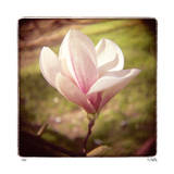 Spring Magnolia