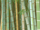 Bamboo Forest  Kyoto  Japan