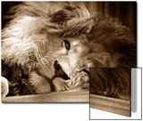 Lion Sleeping at Whipsnade Zoo Asleep One Eye Open  March 1959