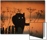 Black Domestic Cat Silhouetted Against Sunset Sky  Eyes Reflecting the Light  UK