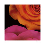 April Roses