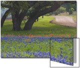Oak Trees  Blue Bonnets  and Indian Paint Brush  Near Gay Hill  Texas  USA