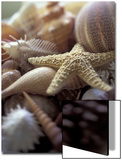 Tropical Shells