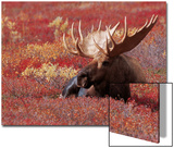 Bull Moose in Denali National Park  Alaska  USA