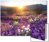 Sand Verbena and Dune Primrose Wildflowers at Sunset  Anza-Borrego Desert State Park  California