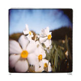 Daffodils