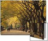 Central Park  New York City  Ny  USA