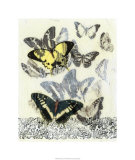Butterfly Habitat I