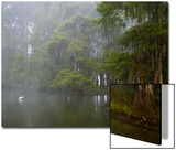 Great Egret Reflected in Foggy Cypress Swamp  Lake Martin  Louisiana  USA