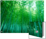 Bamboo Forest  Sagano  Kyoto  Japan