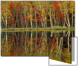 Fall Foliage and Birch Reflections  Hiawatha National Forest  Michigan  USA