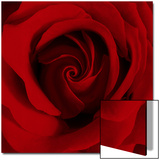 Extreme Close-up of Red Rose