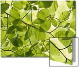 Beech Leaves in Spring  Fagus Sylvatica