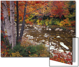 Swift River with Aspen and Maple Trees in the White Mountains  New Hampshire  USA
