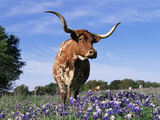 Texas Longhorn Cow  in Lupin Meadow  Texas  USA