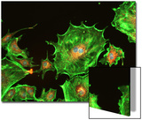 Neurons Human Brain Cognition Synapse