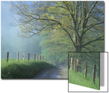 Foggy Road and Oak  Cades Cove  Great Smoky Mountains National Park  Tennessee  USA