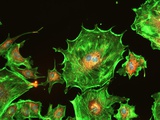 Neurons Human Brain Cognition Synapse