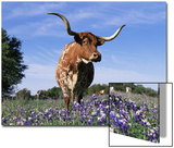 Texas Longhorn Cow  in Lupin Meadow  Texas  USA