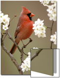 Male Northern Cardinal