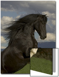 Black Peruvian Paso Stallion Rearing  Sante Fe  NM  USA