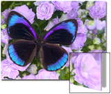 Blue and Black Butterfly on Lavender Flowers  Sammamish  Washington  USA