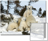 Polar Bear (Ursus Maritimus) Mother with Triplets  Wapusk National Park  Churchill  Manitoba