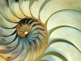 Close-up of Nautilus Shell Spirals