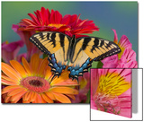 Eastern Tiger Swallowtail Female on Gerber Daisies  Sammamish  Washington  USA