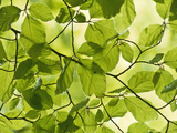 Beech Leaves in Spring  Fagus Sylvatica