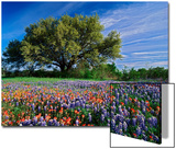 Live Oak  Paintbrush  and Bluebonnets in Texas Hill Country  USA