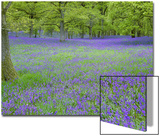 Bluebells Flowering in Beech Wood Perthshire  Scotland  UK