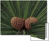 Pair of Pine Cones in Nevada State Park  Lake Tahoe  USA