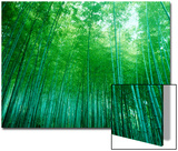 Bamboo Forest  Sagano  Kyoto  Japan